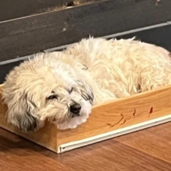 Joey the dog laying in his bed